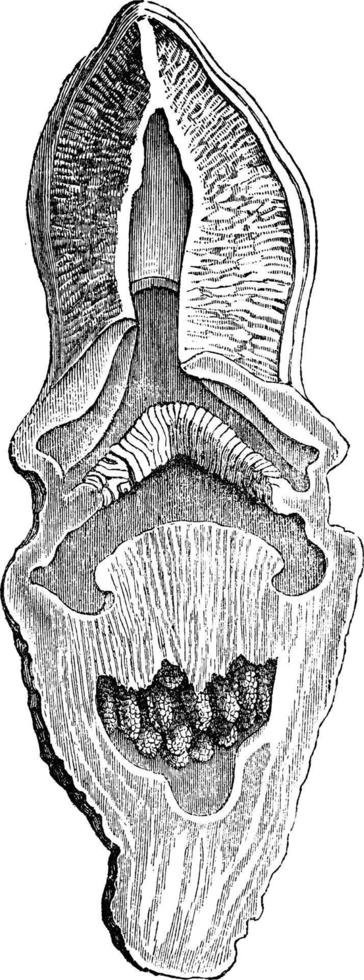 hydnora africana vintage illustration. vektor