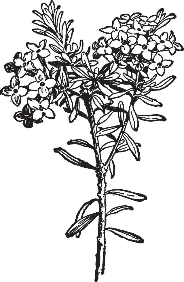 daphne cneorum årgång illustration. vektor