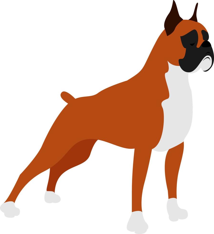 Boxerhund, Illustration, Vektor auf weißem Hintergrund.