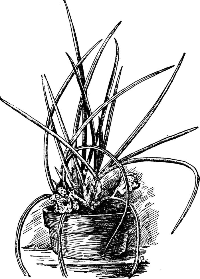 scuticaria steelei vintage illustration. vektor