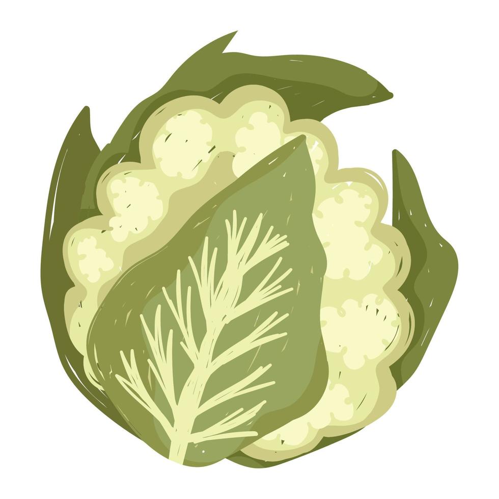 Blumenkohl frisches Gemüse Biokost Symbol weißen Hintergrund vektor