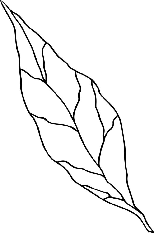 handgezeichnetes Blatt. Ökologie-Konzept. botanisches Element isoliert auf weißem Hintergrund. Vektor-Illustration. vektor