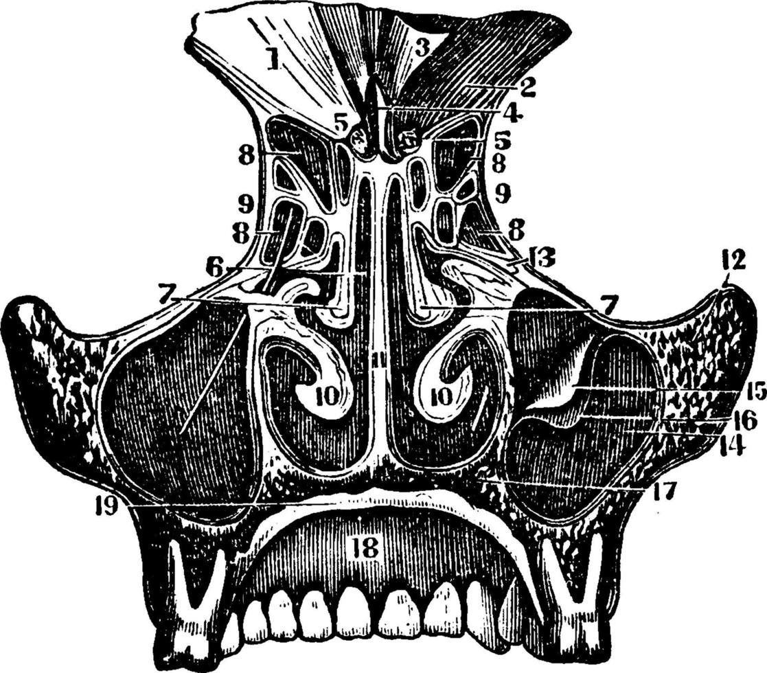 nasal ben, årgång illustration. vektor