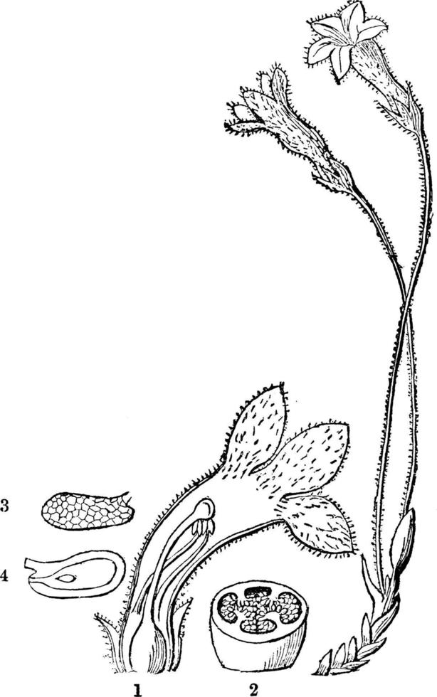 blomma, äggstock, stigma, ståndarknapp, kronblad årgång illustration. vektor