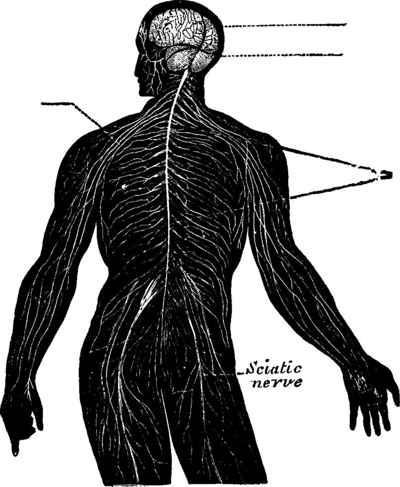 nervös systemet, årgång illustration. vektor