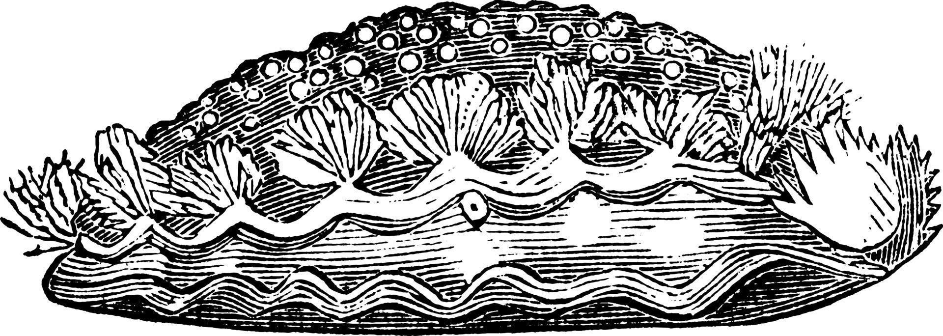 tritonia hombergii, årgång illustration. vektor