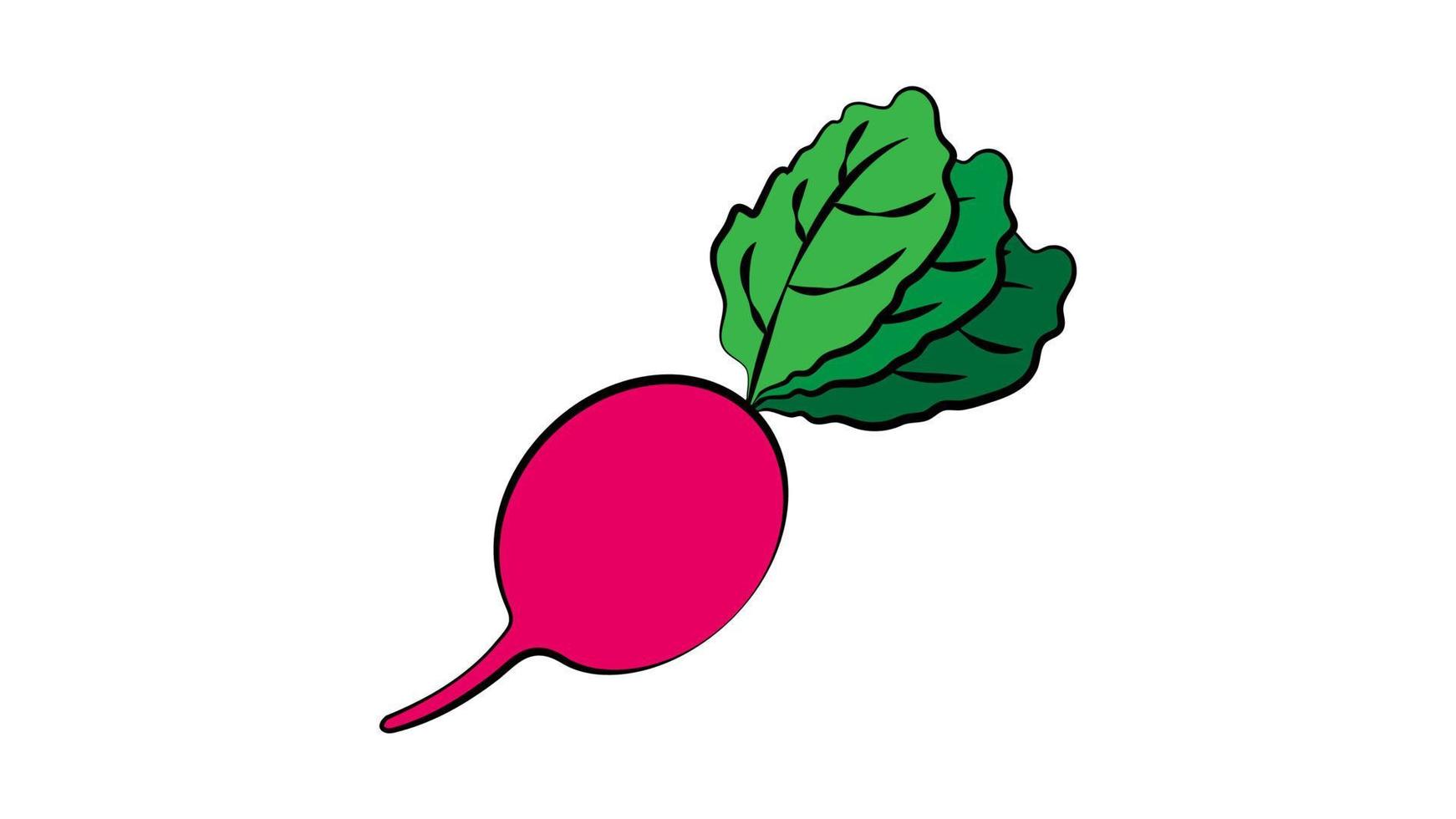 rädisa på en vit bakgrund, vektor illustration. rosa rädisa, naturlig produkt. grönsaker för sallad. vegetarian mat. naturlig produkt. utsökt mat