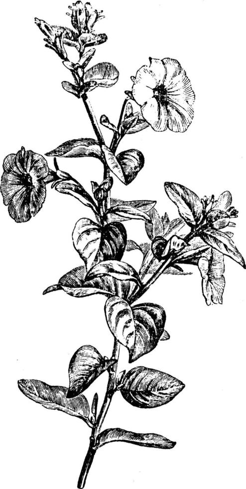 blommande gren av petunia nyctaginiflora årgång illustration. vektor