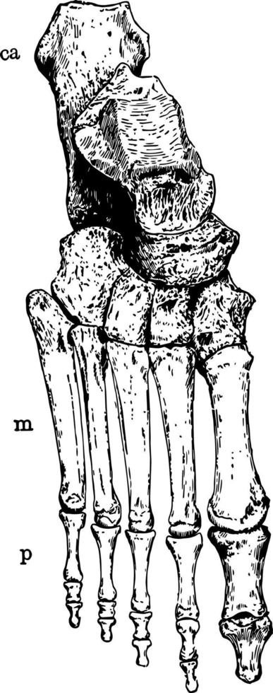 Knochen der Knöchel- und Fußweinleseillustration. vektor