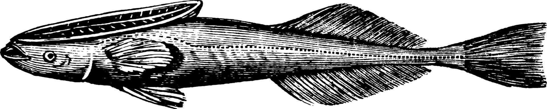 Suckerfish, Vintage Illustration. vektor