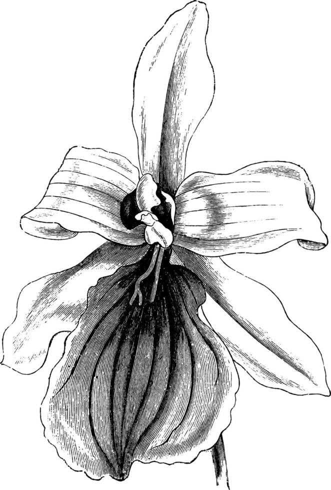 blume der miltonia spectabilis vintage illustration. vektor