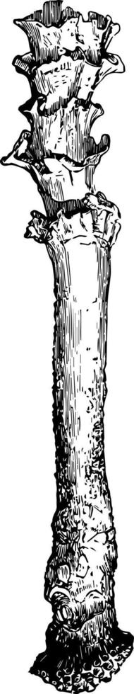 aspergillus vaginiferum vintage illustration. vektor