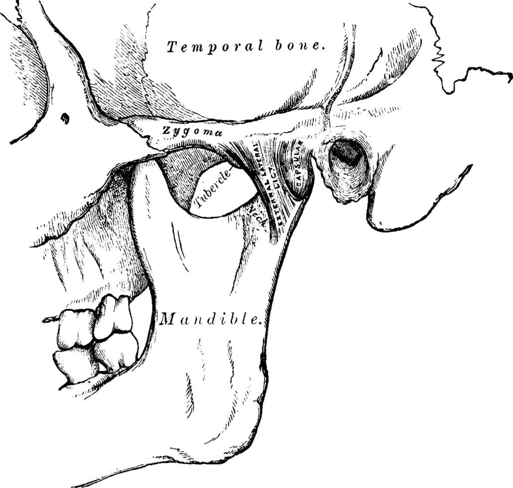 Kiefergelenk, Vintage Illustration. vektor