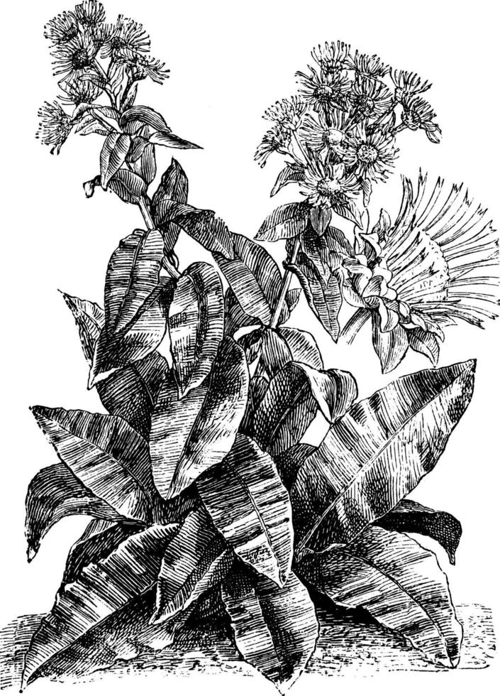 inula helenium vintage illustration. vektor