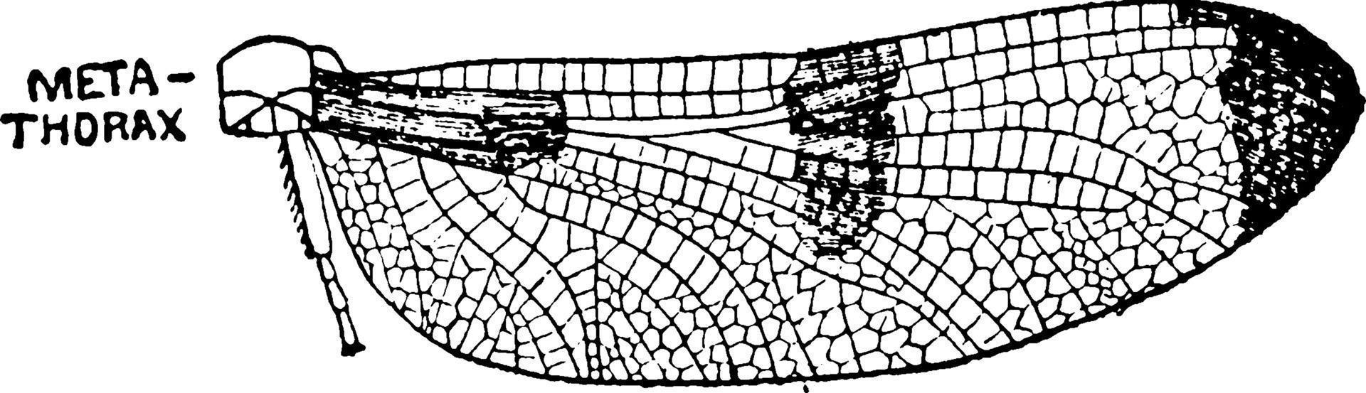 dagslända metatorax sektion, årgång illustration. vektor