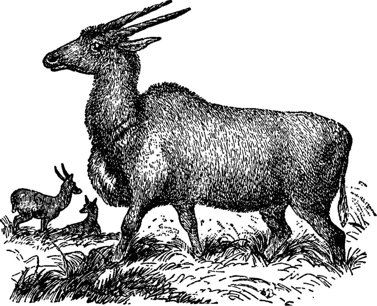 eland oder südliches eland, vintage illustration. vektor