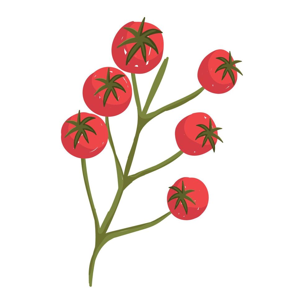 Tomaten im Zweig frisches Gemüse Biokost Symbol weißen Hintergrund vektor