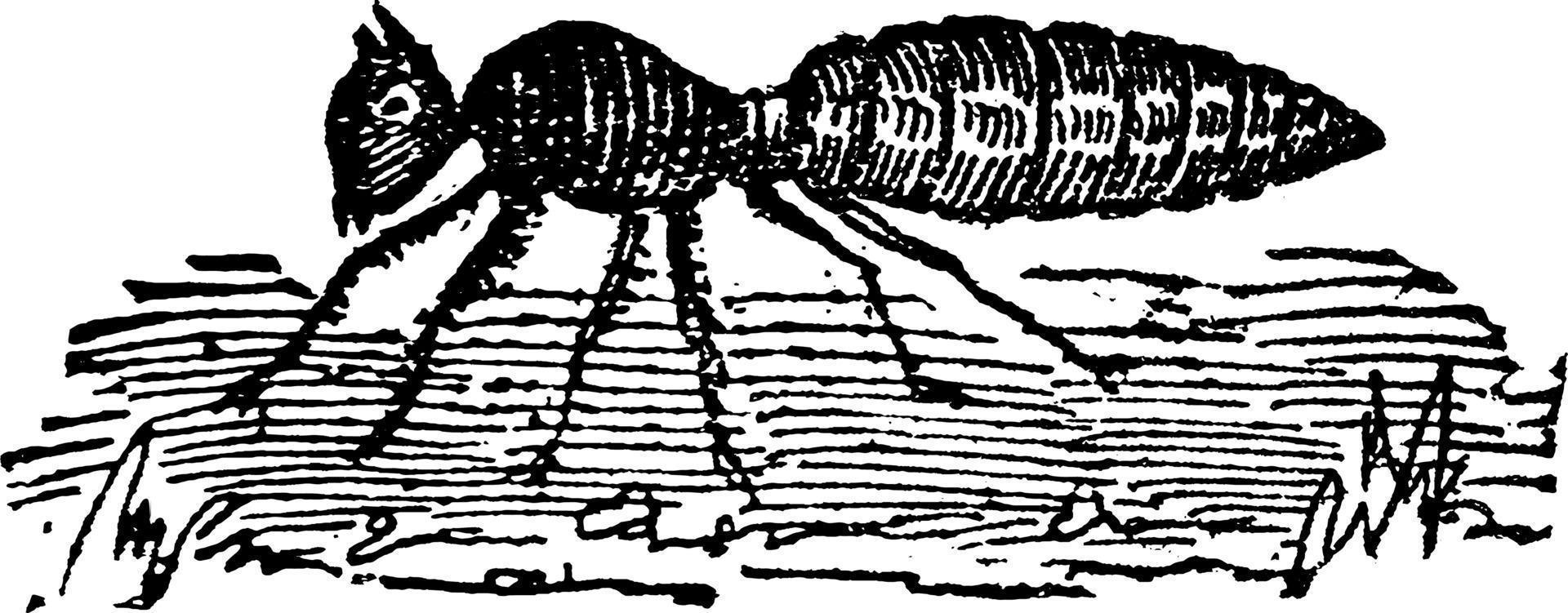 myra, formicidae, årgång illustration vektor