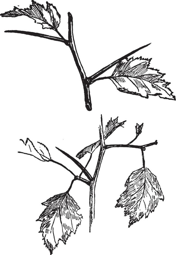 Dornen der Crataegus-Weinleseillustration. vektor