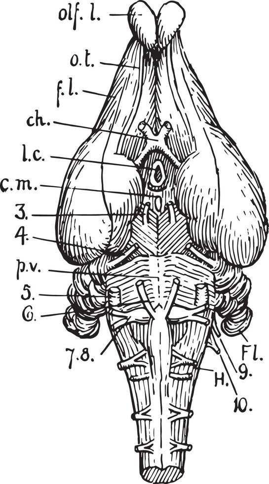 under yta av kanin hjärna, årgång illustration vektor