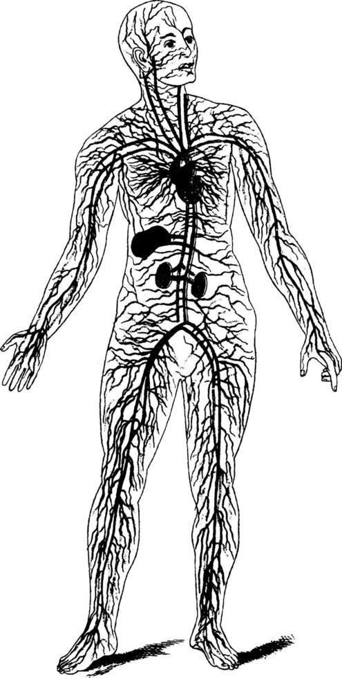 Kreislaufsystem, Vintage Illustration. vektor