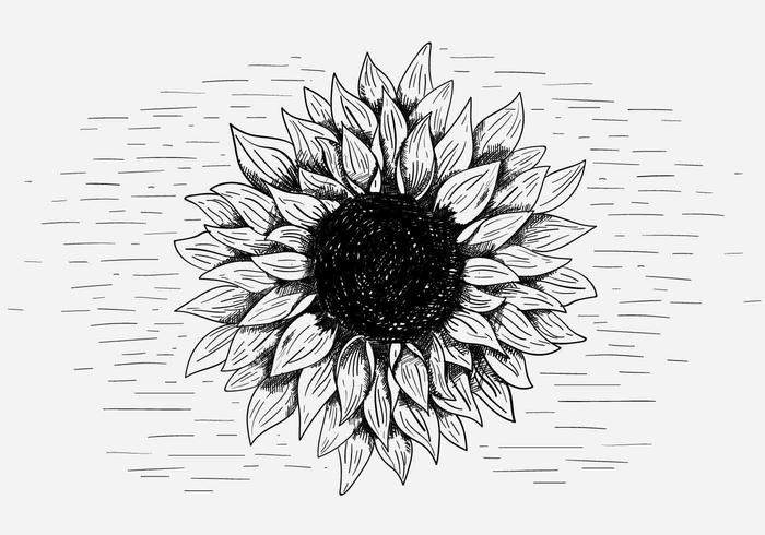 Free Vector Sonnenblume Illustration