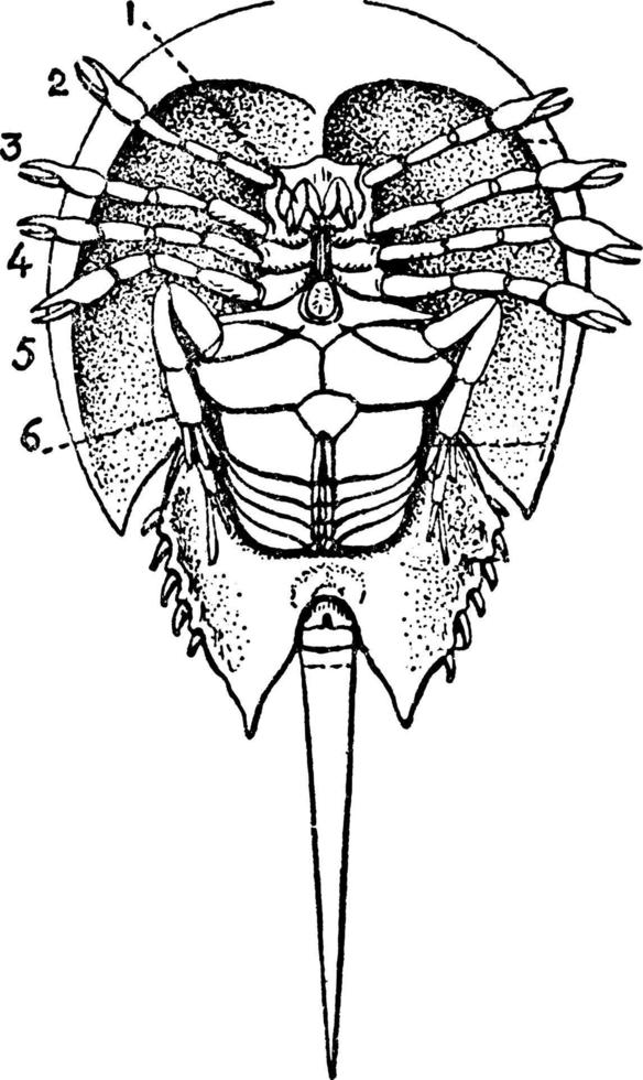 Limulus Polyphemus, Vintage-Illustration. vektor
