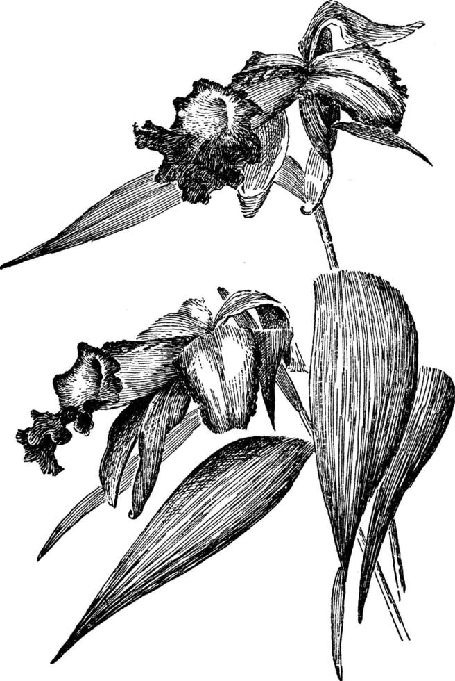 sobralia macrantha årgång illustration. vektor