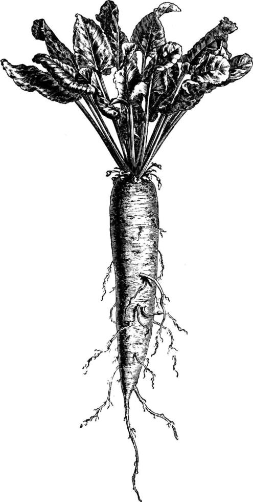 Vintage Illustration der langen gelben Rote-Bete-Wurzeln. vektor