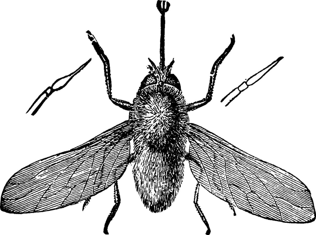 bi flyga eller systaechus oreas , årgång illustration. vektor