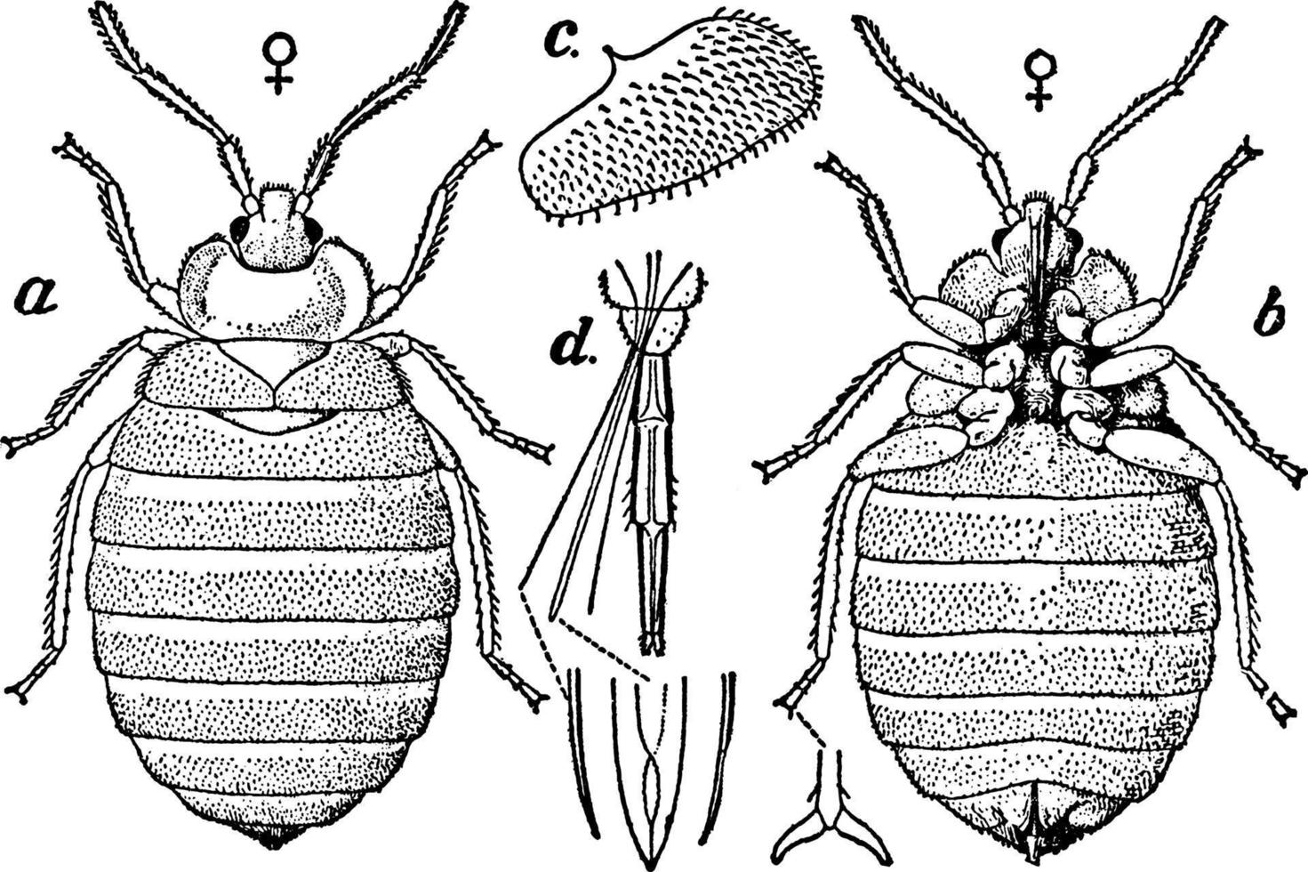 vägglus, årgång illustration. vektor