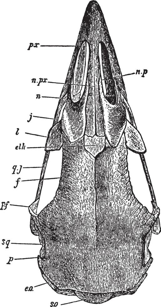 Geflügelschädel, Vintage Illustration. vektor