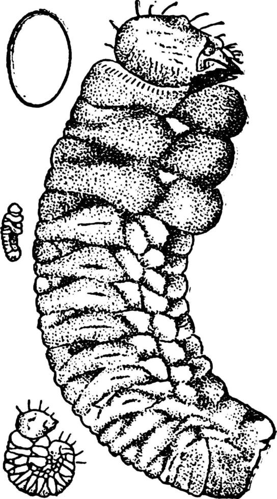 tall skalbagge, årgång illustration. vektor