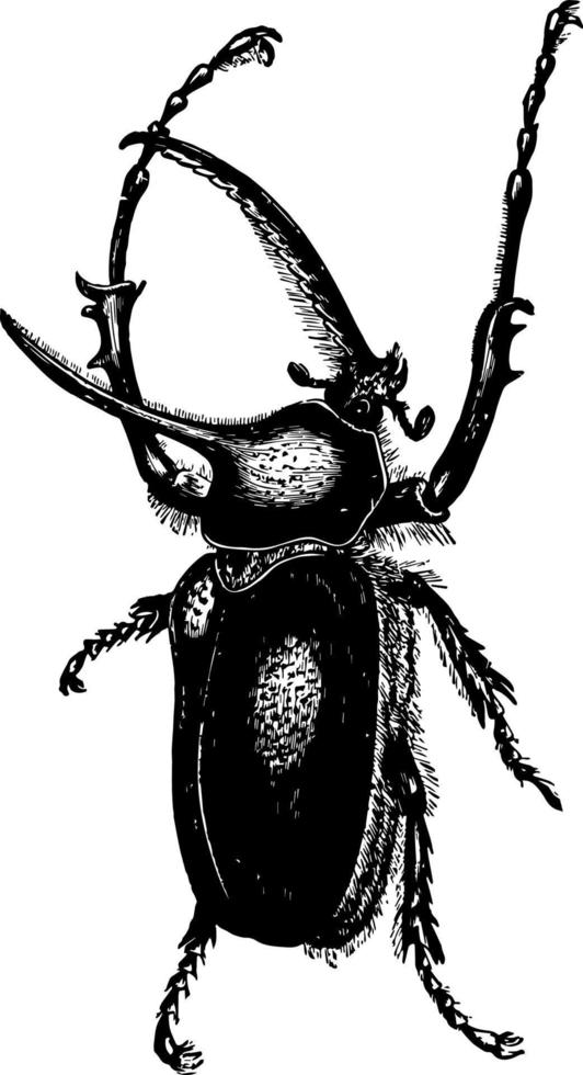 scarabaeus porteri årgång illustration. vektor