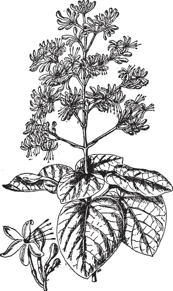 clerodendron fallax årgång illustration. vektor