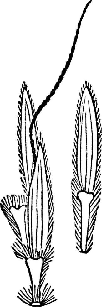 fingerspetsad trä gräs årgång illustration. vektor