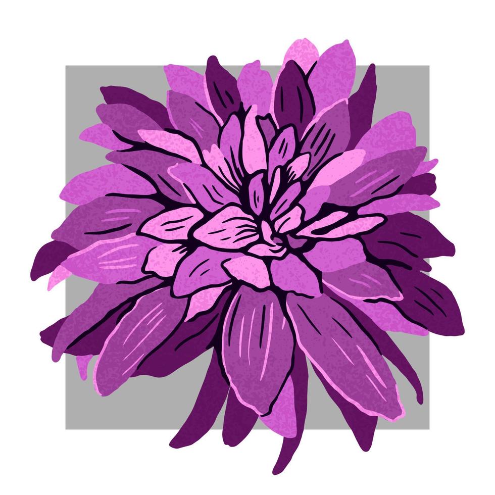 lila hand dragen dahlia blomma. modern platt mode vektor illustration.