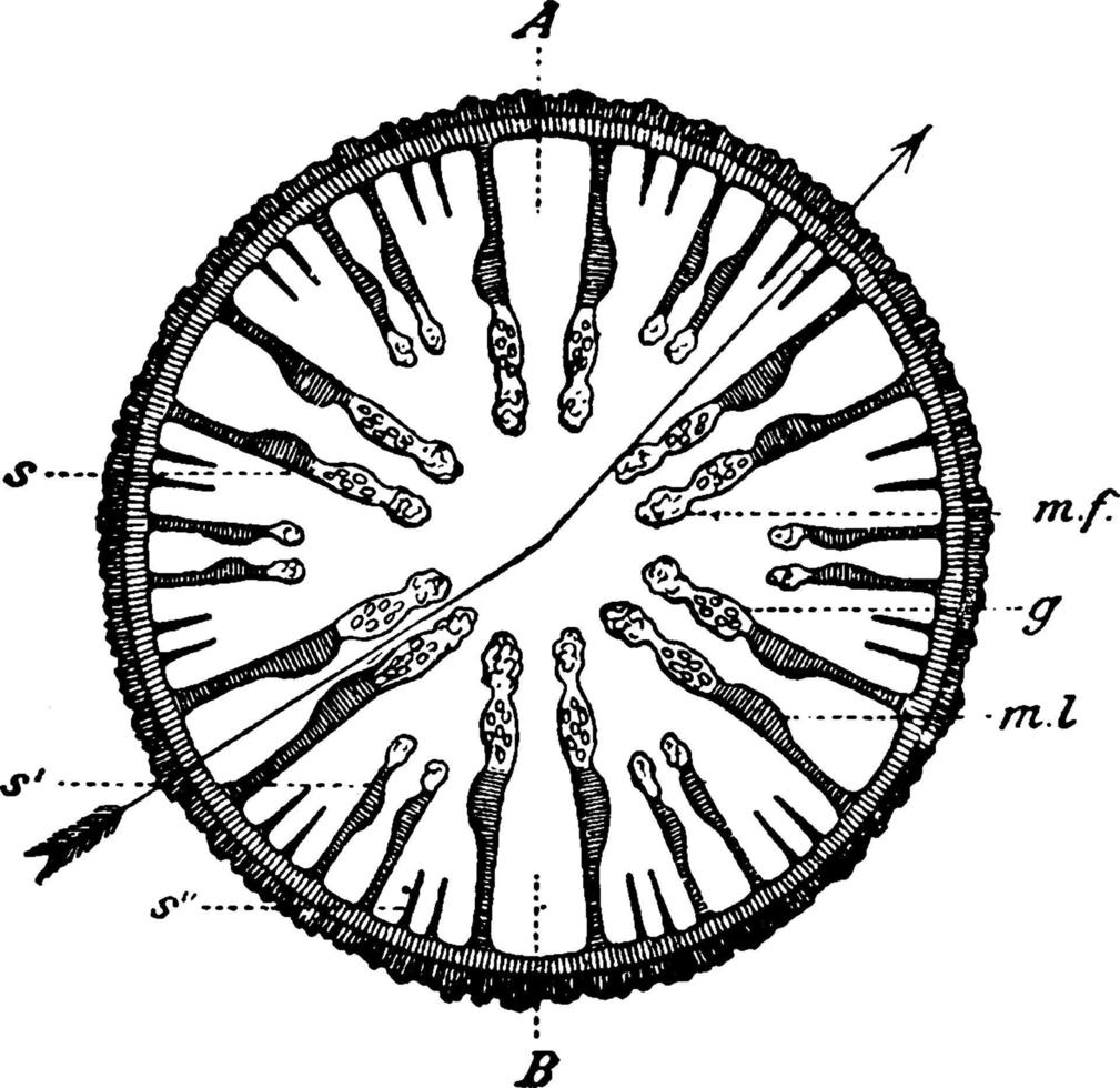 sektion genom hav anemon hav anemon, årgång illustration. vektor
