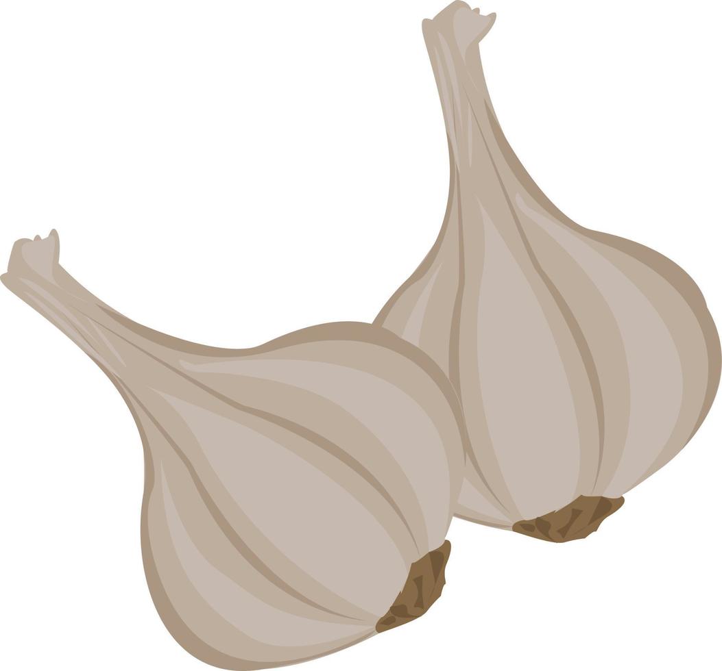 weißer Knoblauch, Illustration, Vektor auf weißem Hintergrund