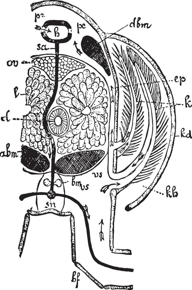 kräfta bröstkorg, årgång illustration vektor