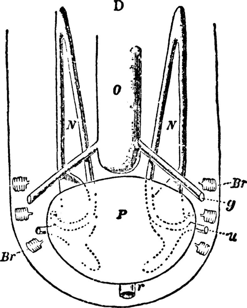 chiton utsöndring och reproduktiv organ, årgång illustration. vektor