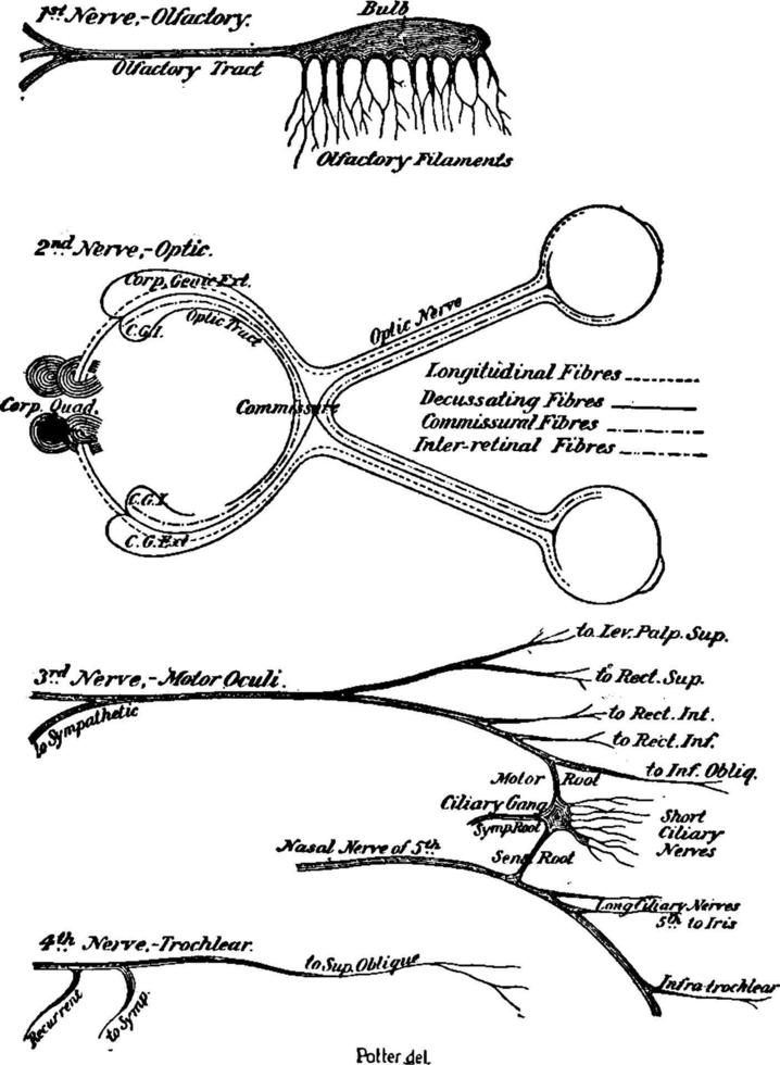 kranial nerver, årgång illustration. vektor