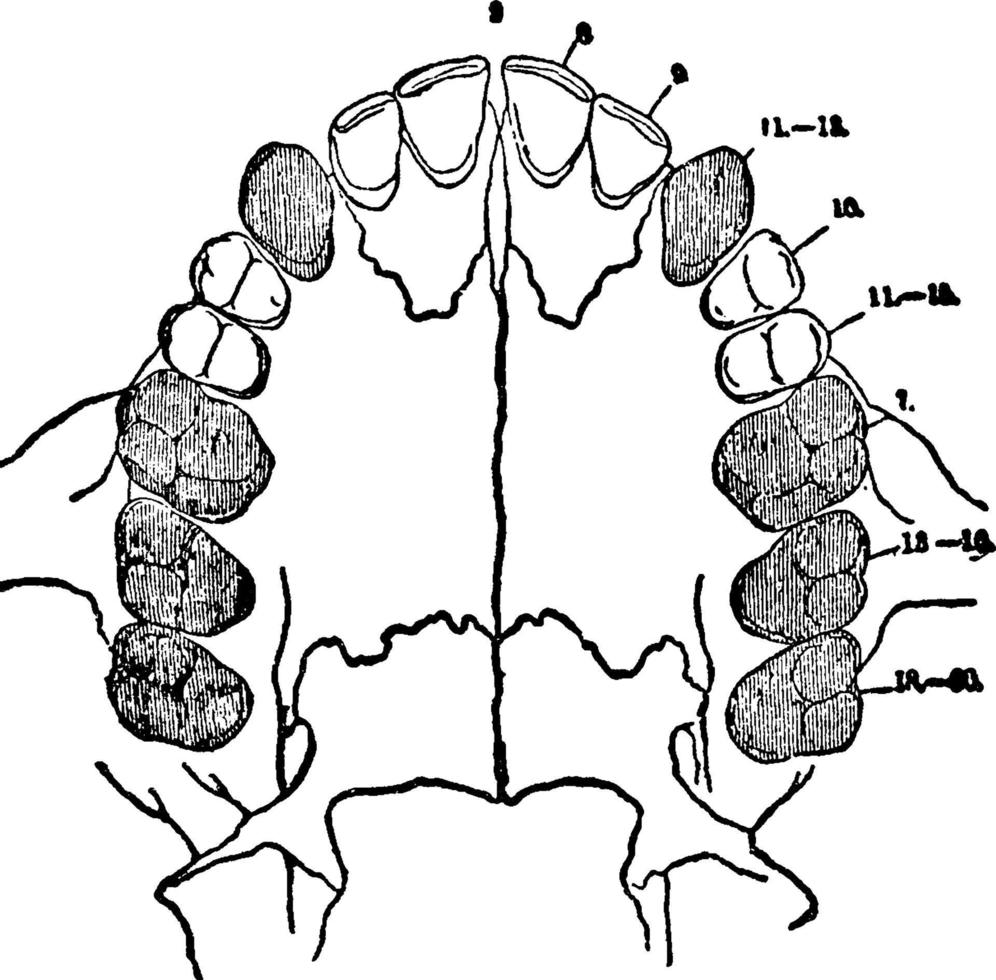 zweite Zähne, Vintage Illustration. vektor