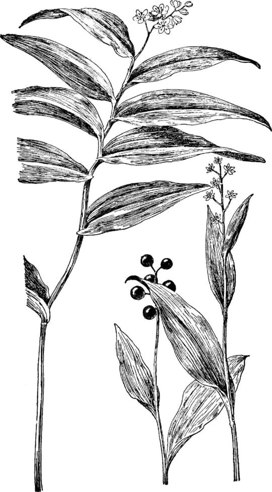 s. stellata und s. trifolia vintage illustration. vektor