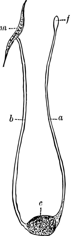 nervös systemet, årgång illustration. vektor