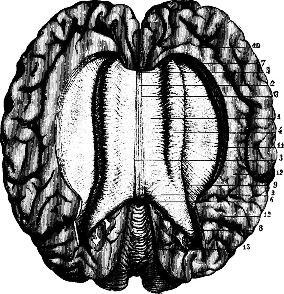 mänsklig hjärna, årgång illustration. vektor