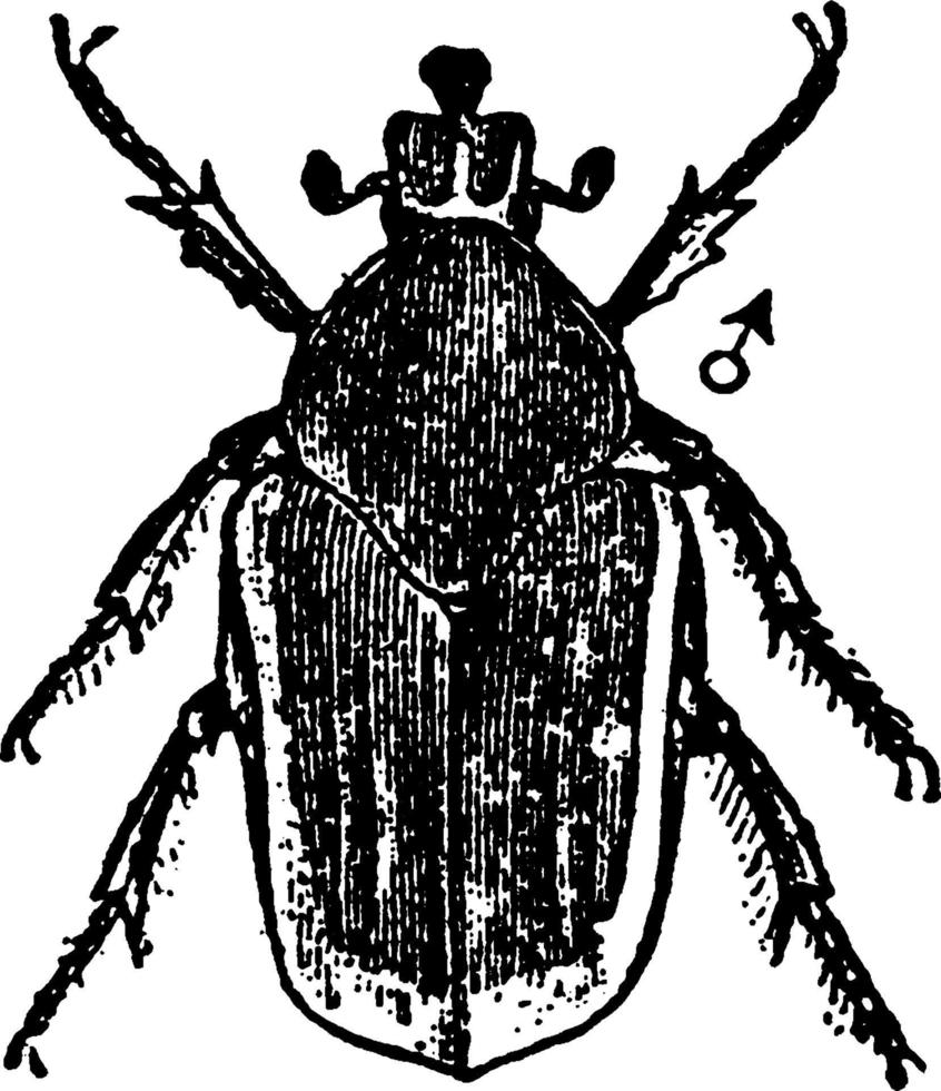 skalbagge, årgång illustration. vektor