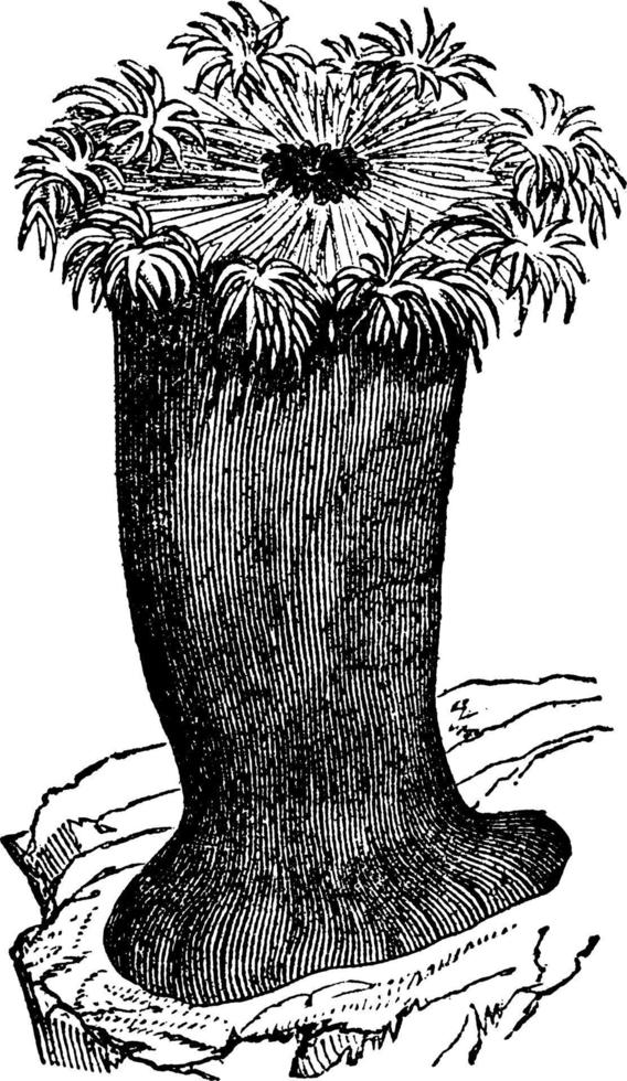 anemon, årgång illustration. vektor