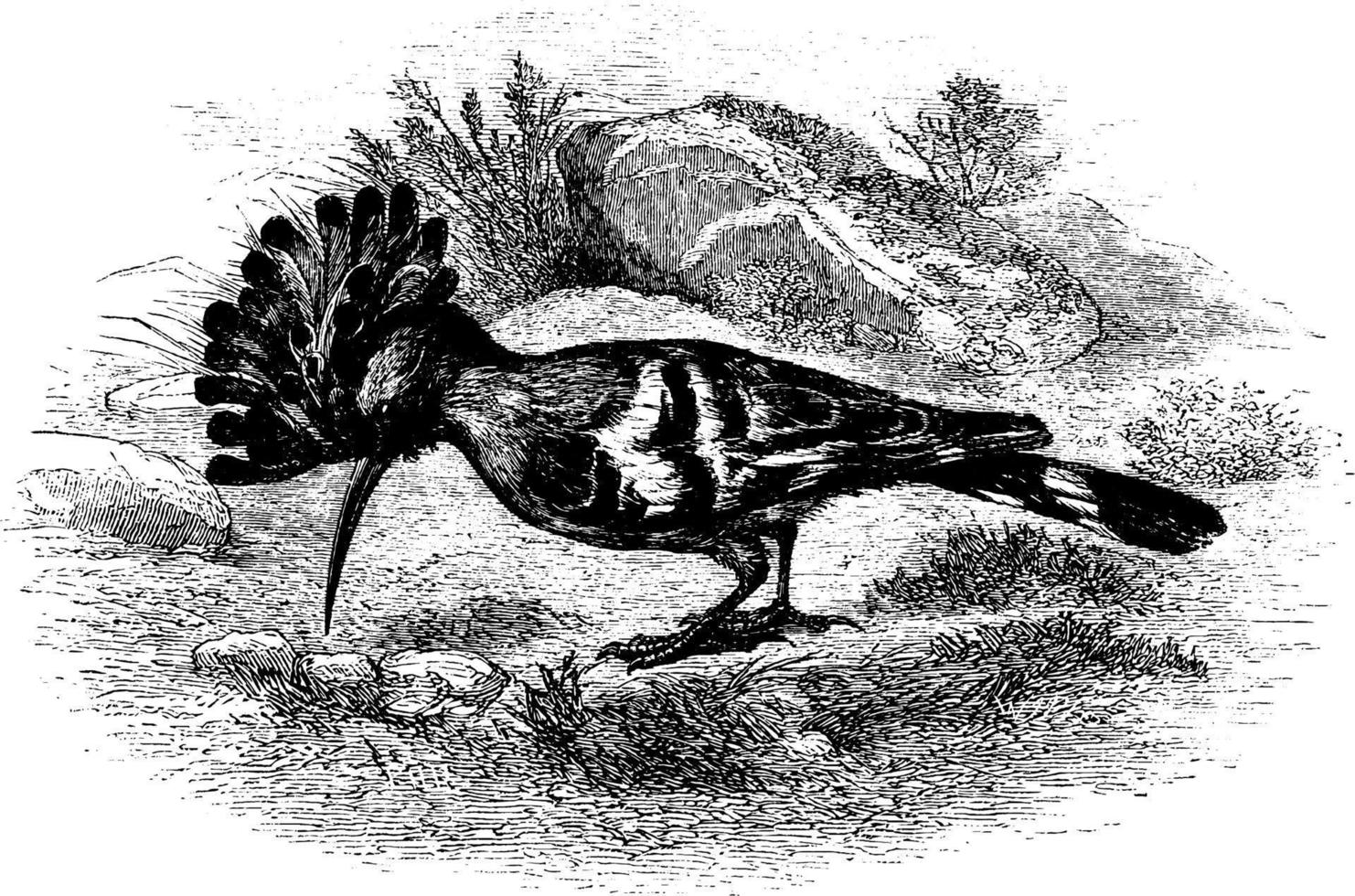härfågel, årgång illustration. vektor