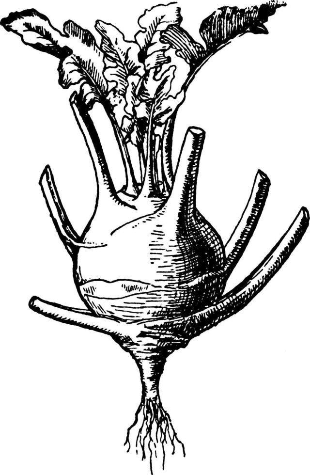 kohlrabi-weinleseillustration. vektor